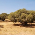 argan tree plantation